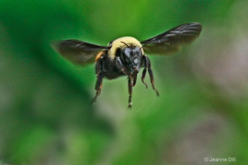 Bumble Bee at Arboretum