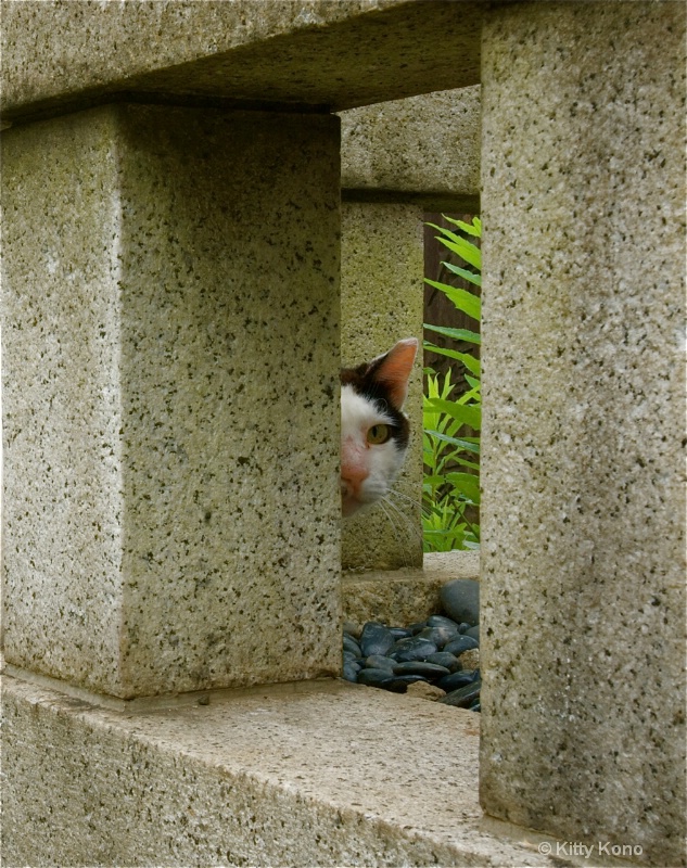 Cat - ID: 8476474 © Kitty R. Kono