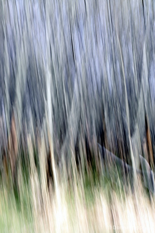 grove of trees-blurred