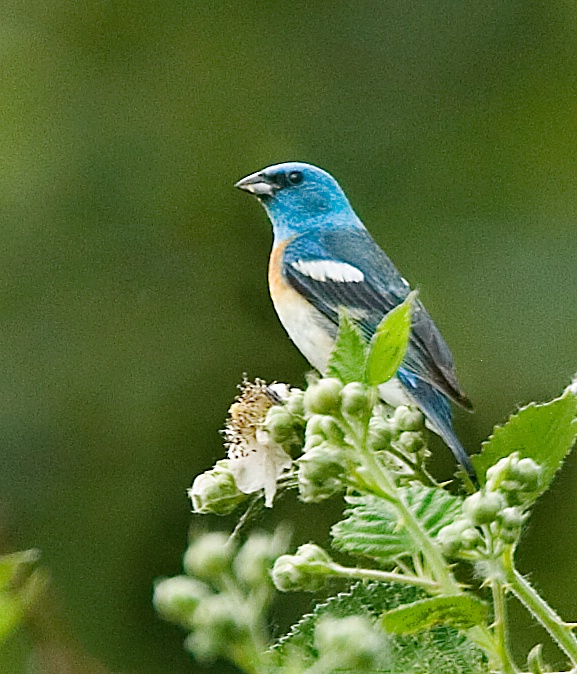 Lazuli Bunting - Three Forks Natural Area - ID: 8479030 © John Tubbs