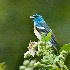 2Lazuli Bunting - Three Forks Natural Area - ID: 8479030 © John Tubbs