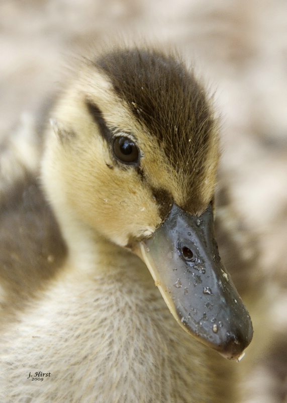Baby Mallard Duckling