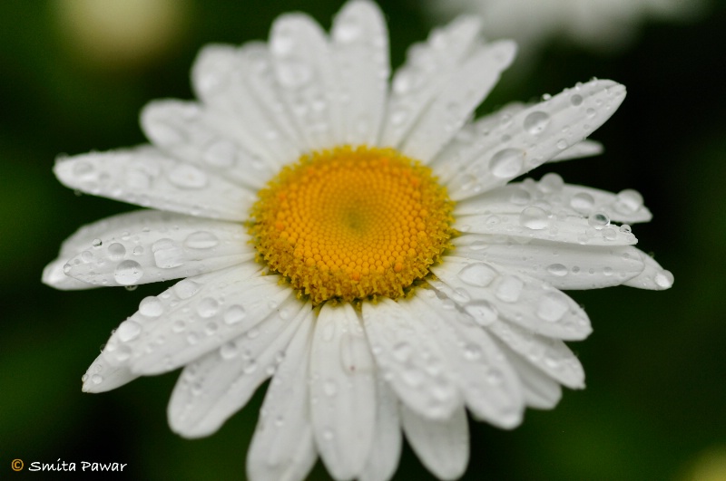 Drenched in rain