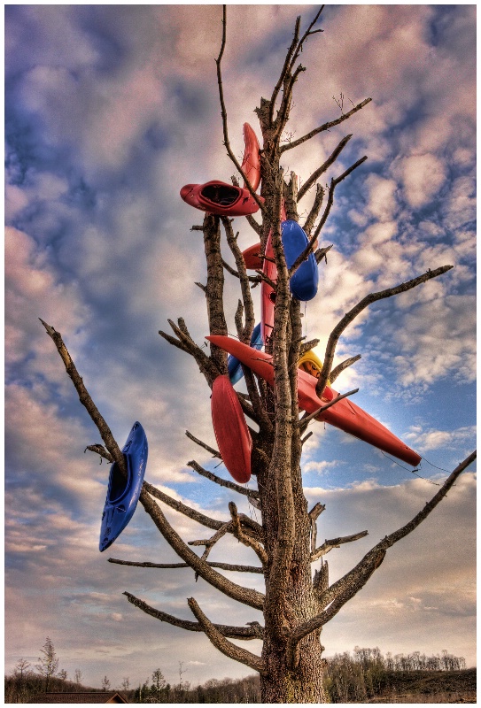 Kayak Tree at Bear Paw