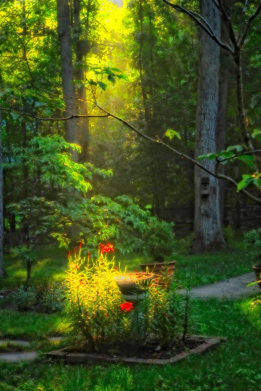 Light on the Lilies