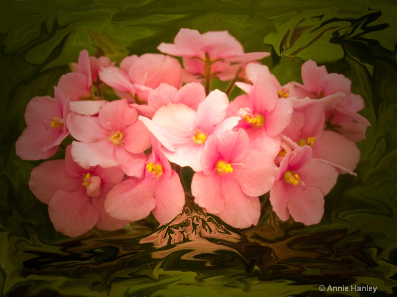 African Violets - ID: 8481204 © Ana Hanley