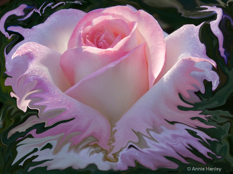 Pink Rose - ID: 8481211 © Ana Hanley