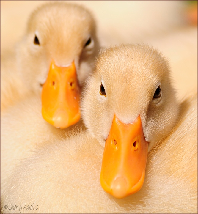 Ducklings