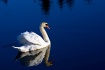 Swan Lake I