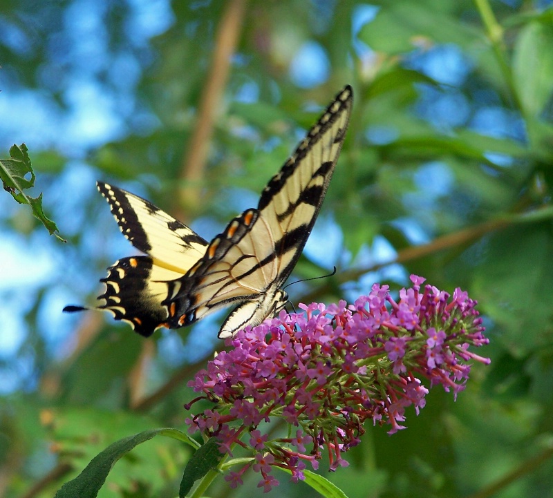 Swallowtail In The Afternoon