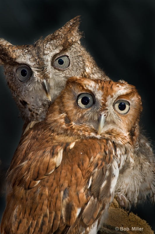 Two Owls - ID: 8484247 © Bob Miller