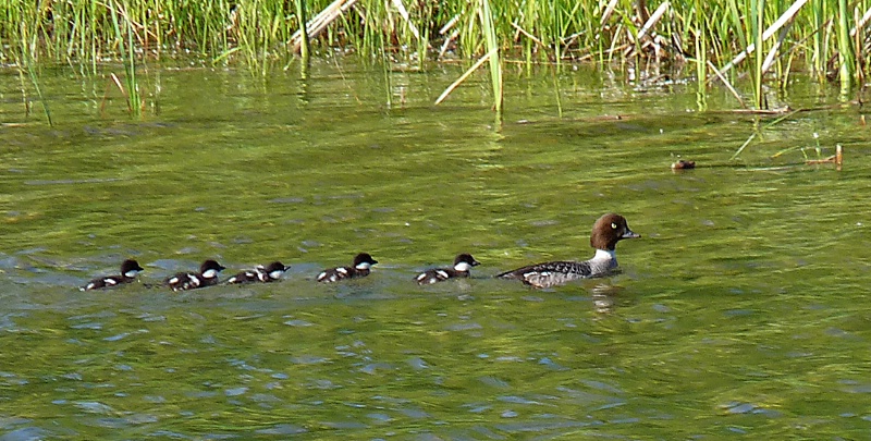 Barrow's Goldeneye with Young - ID: 8487115 © John Tubbs