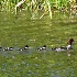 2Barrow's Goldeneye with Young - ID: 8487115 © John Tubbs
