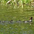 2Barrow's Goldeneye with Young - ID: 8487115 © John Tubbs