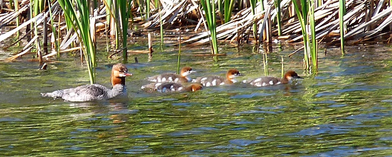 Common Merganser with Young - ID: 8487117 © John Tubbs