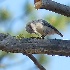 2Pygmy Nuthatch - ID: 8487118 © John Tubbs