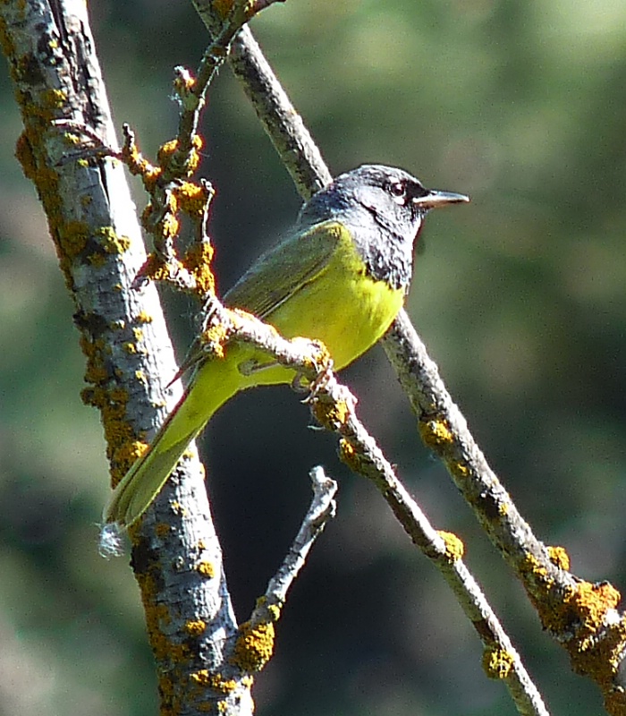 MacGillivray's Warbler - ID: 8487120 © John Tubbs