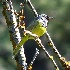 2MacGillivray's Warbler - ID: 8487120 © John Tubbs