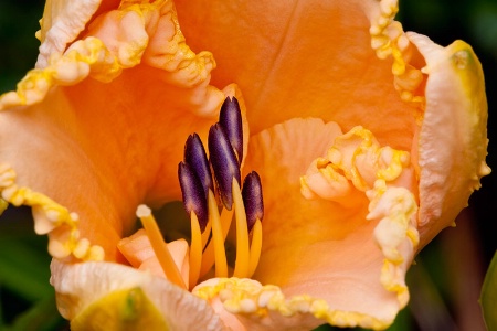 Curly Day Lily