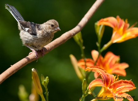 Sparrow- Out on a Limb