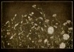 "Wild Flowers...