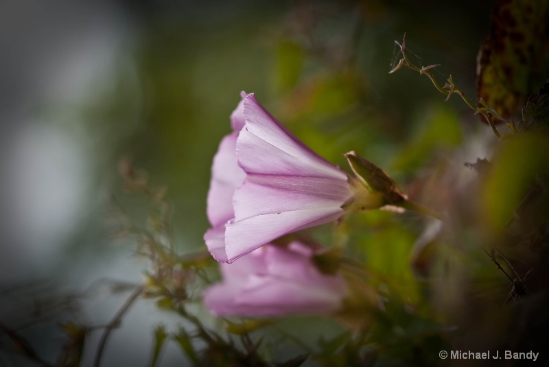 Pink Flower