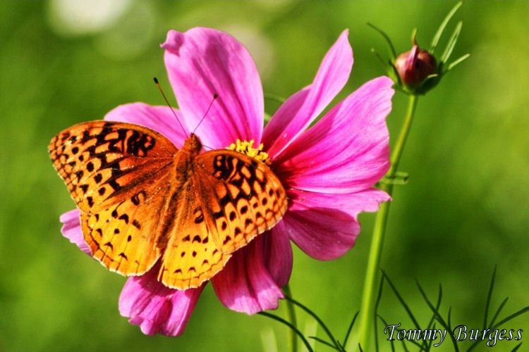 Garden Visitor