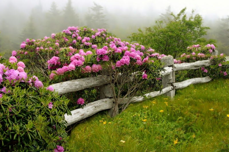 Rhododendron by the old wooden fence