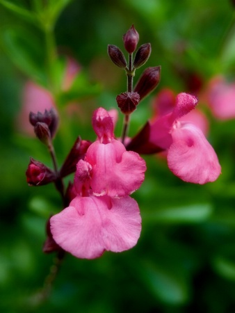 Little Pink Flowers