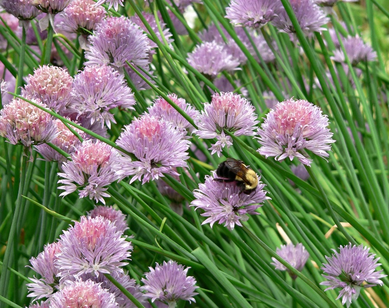 Bee and Chives
