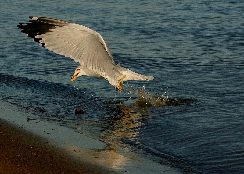 Ring-billed Gull