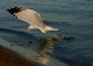 Ring-billed Gull