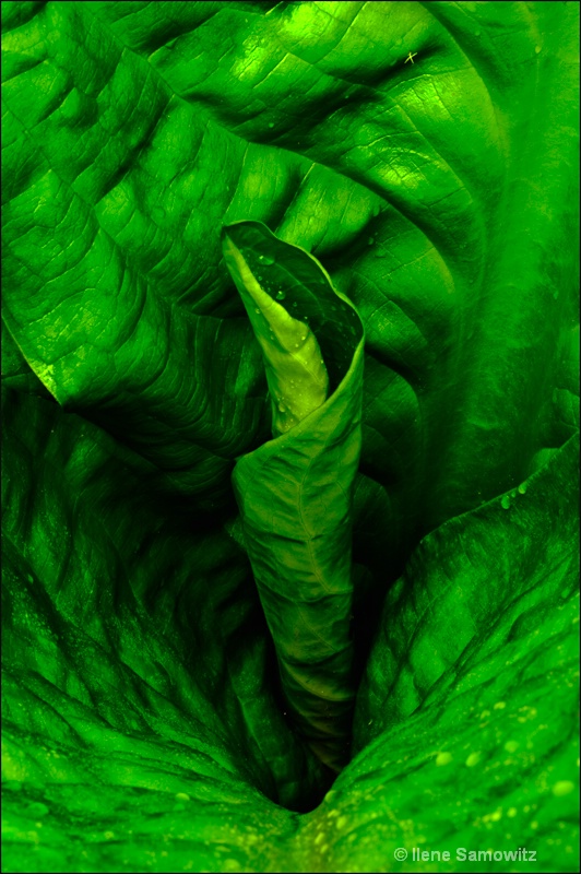Skunk Cabbage