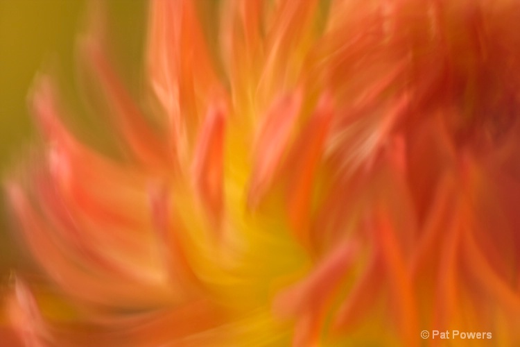 Abstract Dahlia - ID: 8495870 © Pat Powers