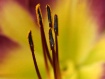 Lily Abstract