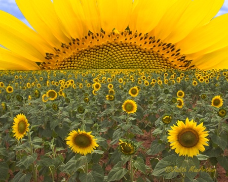 Sun(flower) Rise - composite