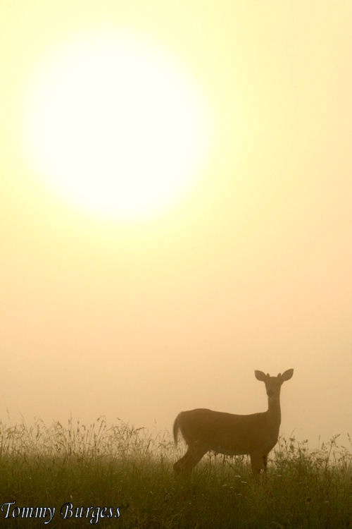 Misty Morning Deer