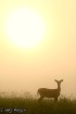 Misty Morning Dee...