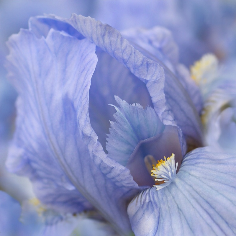 Iris Blues - ID: 8498179 © Laurie Daily