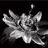 © Endre Balogh PhotoID # 8499546: Passion Flower B & W