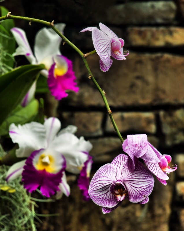 Orchid Wall
