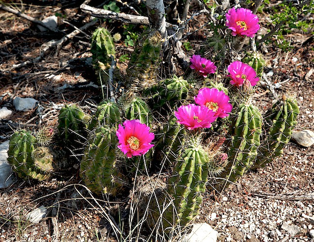 Cactus - ID: 8502065 © Emile Abbott