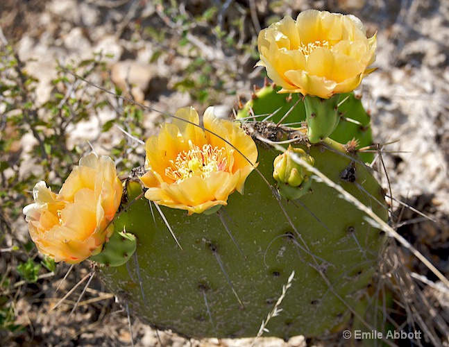 Prickly Pear Blooms - ID: 8502069 © Emile Abbott