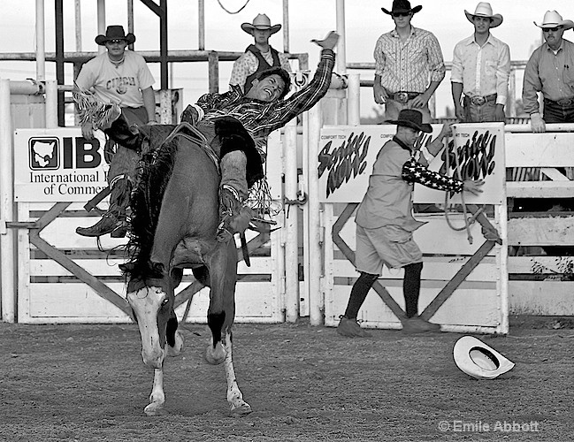 Ride um Cowboy - ID: 8502088 © Emile Abbott