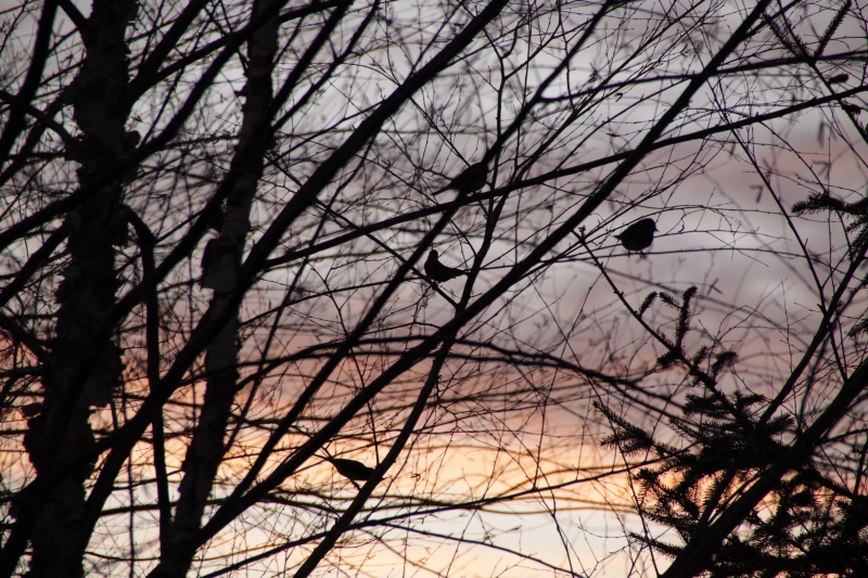 Trees at sunset/limbs, twigs and a few birds are s