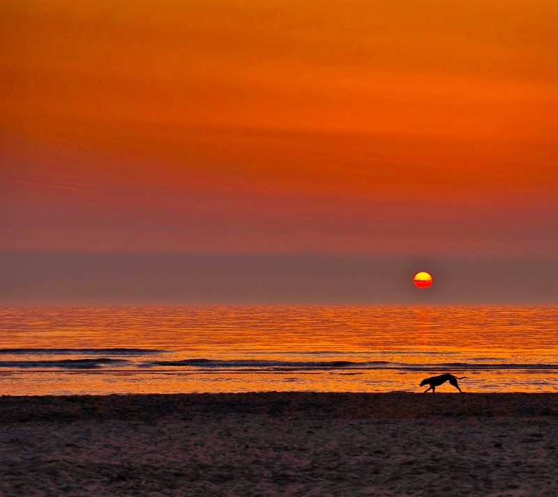 Greyhound at Sunset