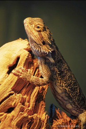 Bearded Dragon