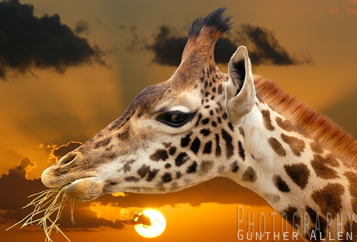 Giraffe Sunset