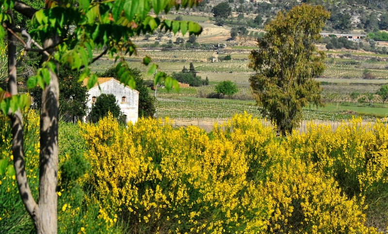 Spanish wine country