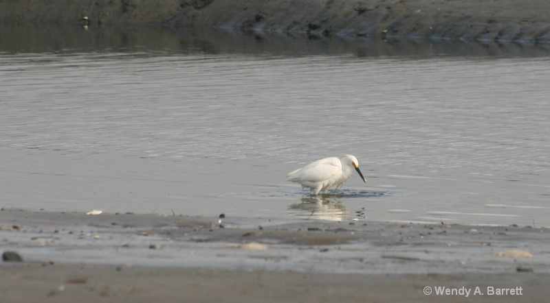 Lone Snowy Egret